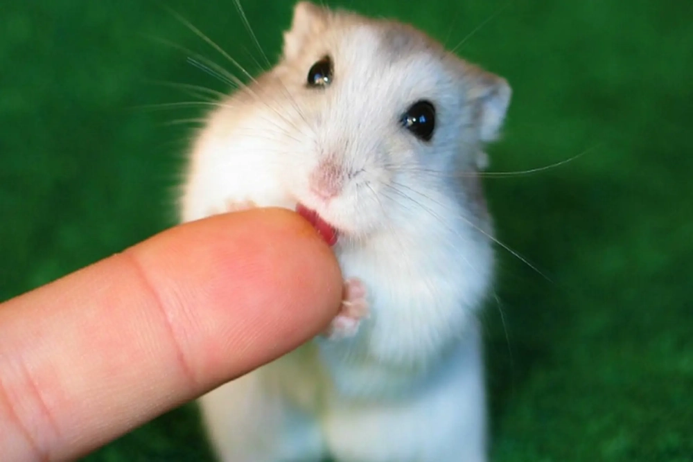 ảnh hamster meme 2