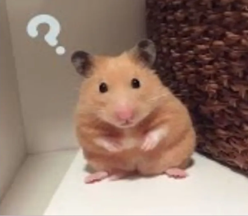 anh hamster meme 09