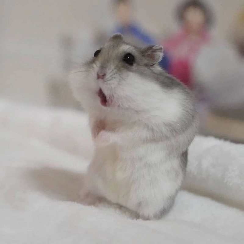 ảnh hamster meme 7