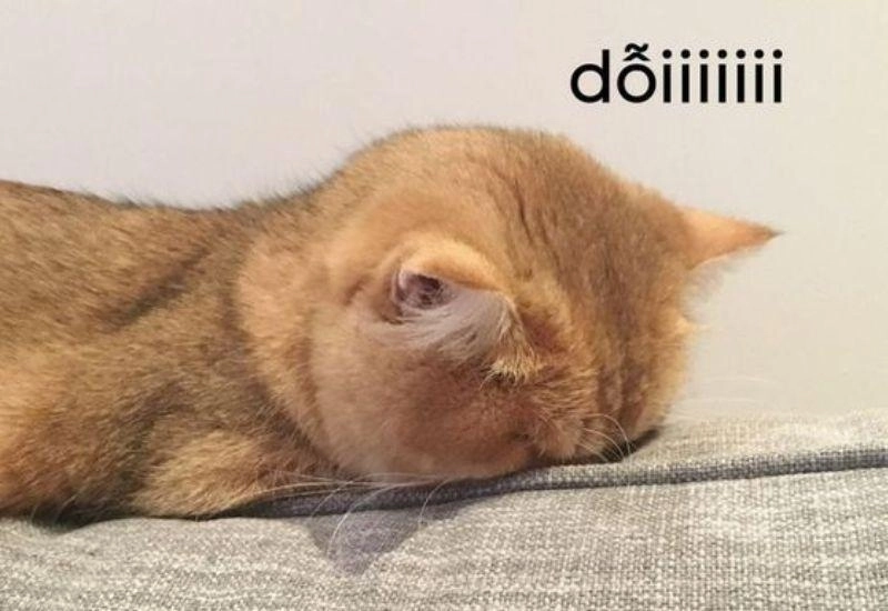 ảnh meme dỗi 9
