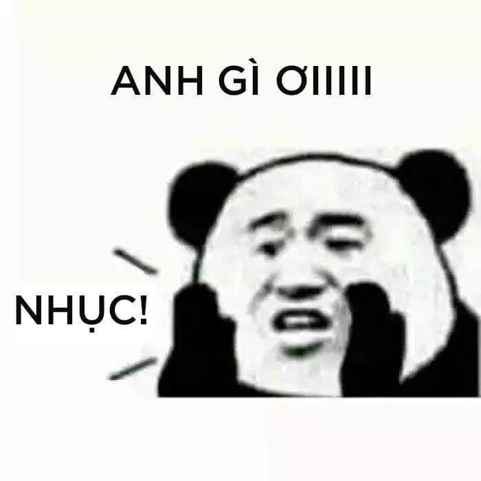 ảnh meme gấu 2
