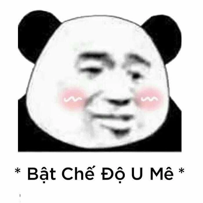 ảnh meme gấu 13