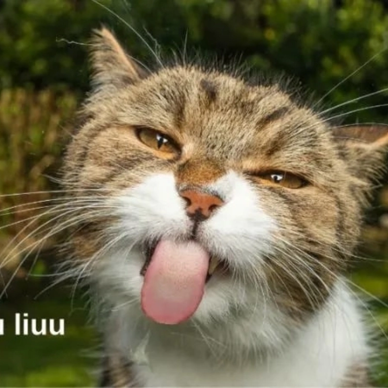 meme hài hước 15
