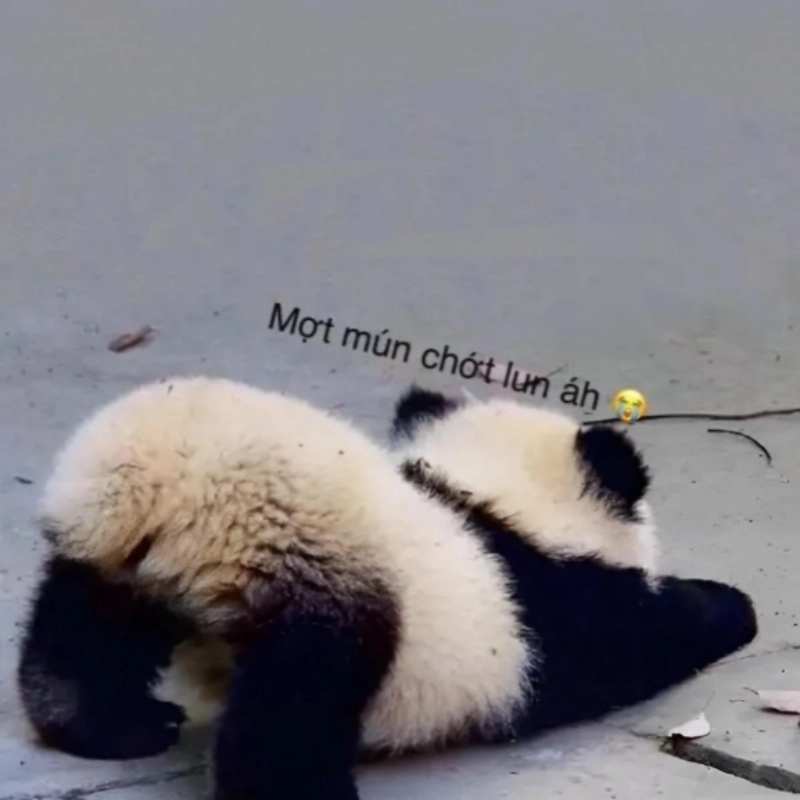 meme mệt mỏi 12