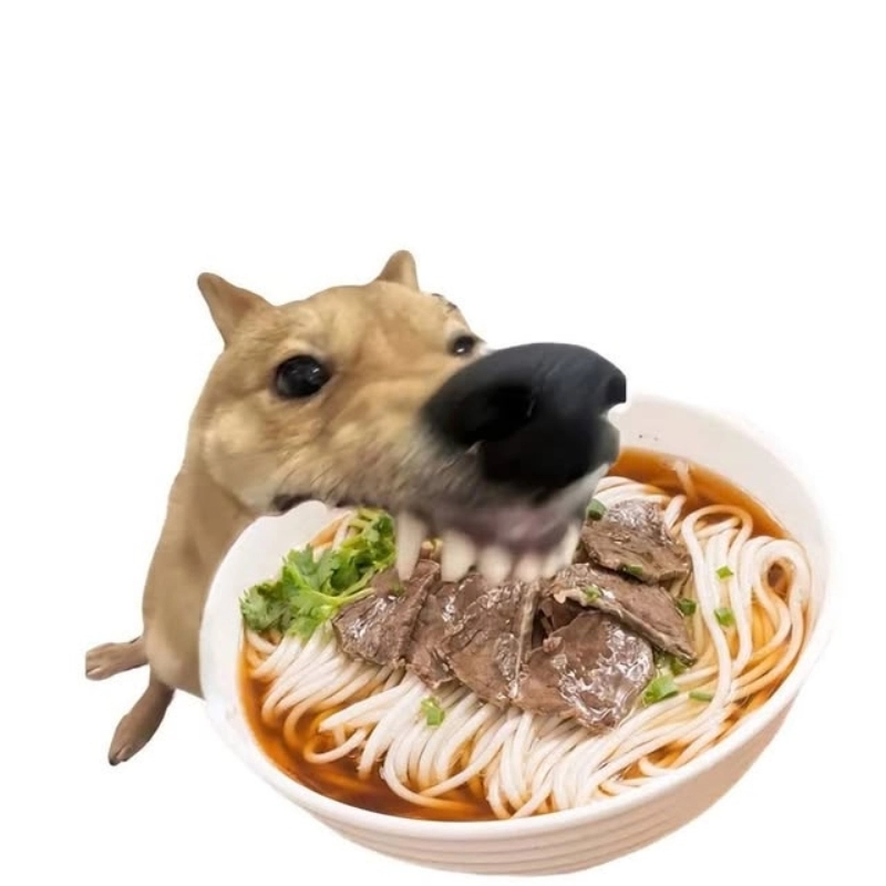 meme chó 7