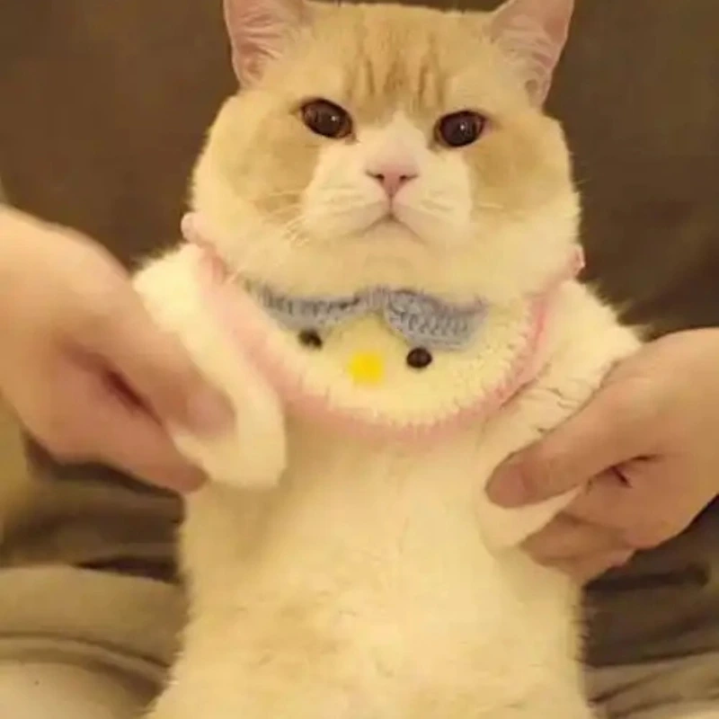 meme ảnh cute 47