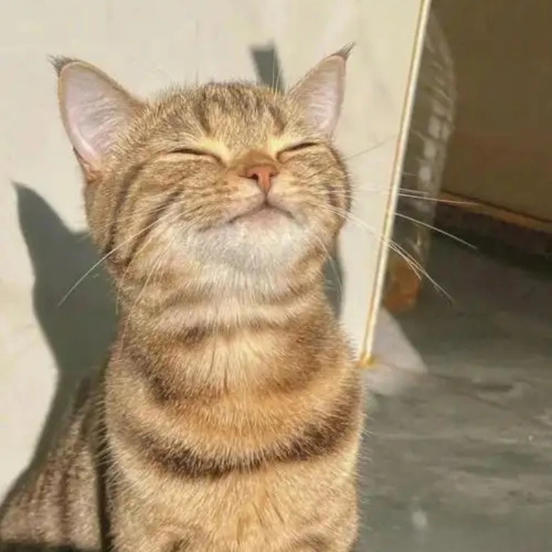 189+ Meme Ảnh Cute Siêu Hài Hước Khiến Bạn Cười Không Ngớt