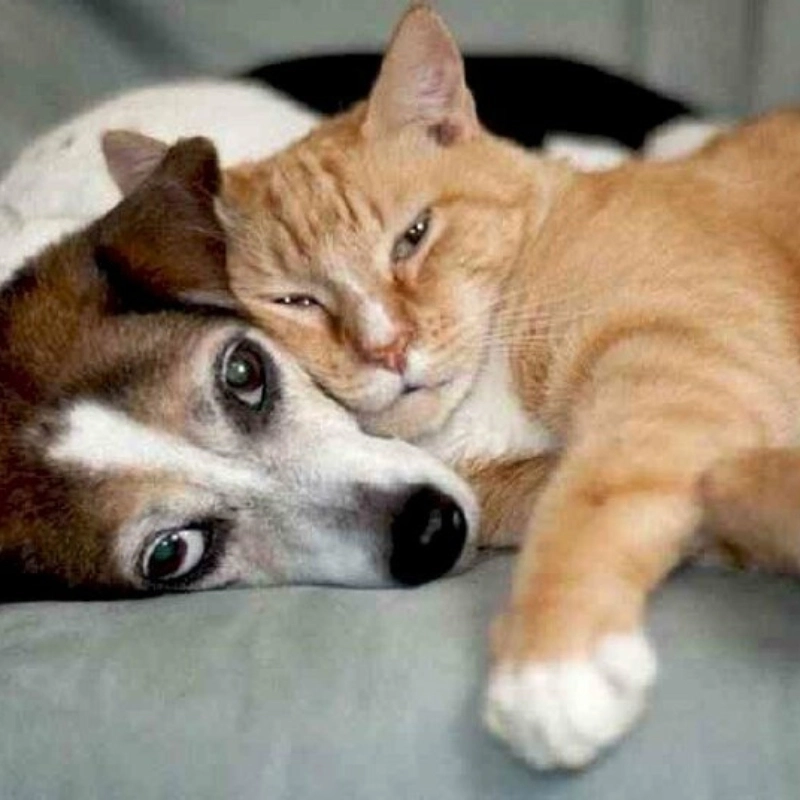 meme chó bựa 22