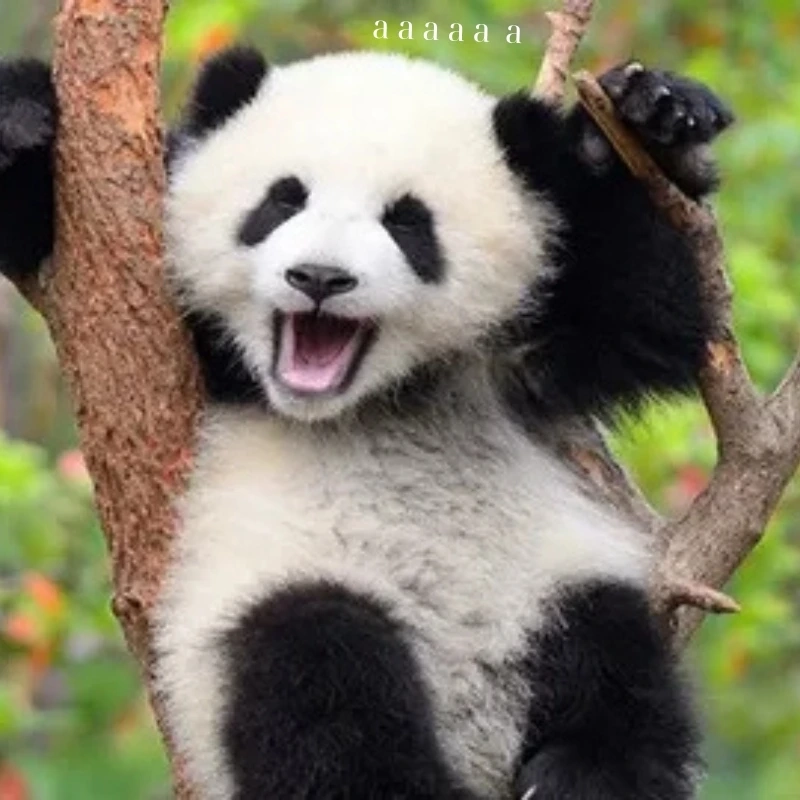 ảnh chế hài 2