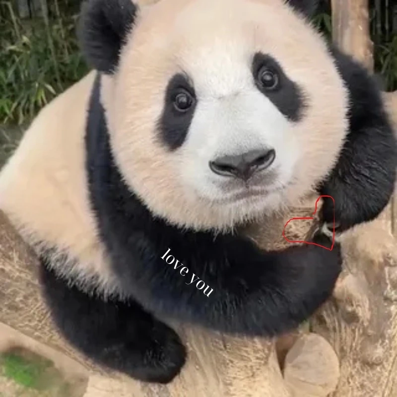 gấu trúc bựa 28