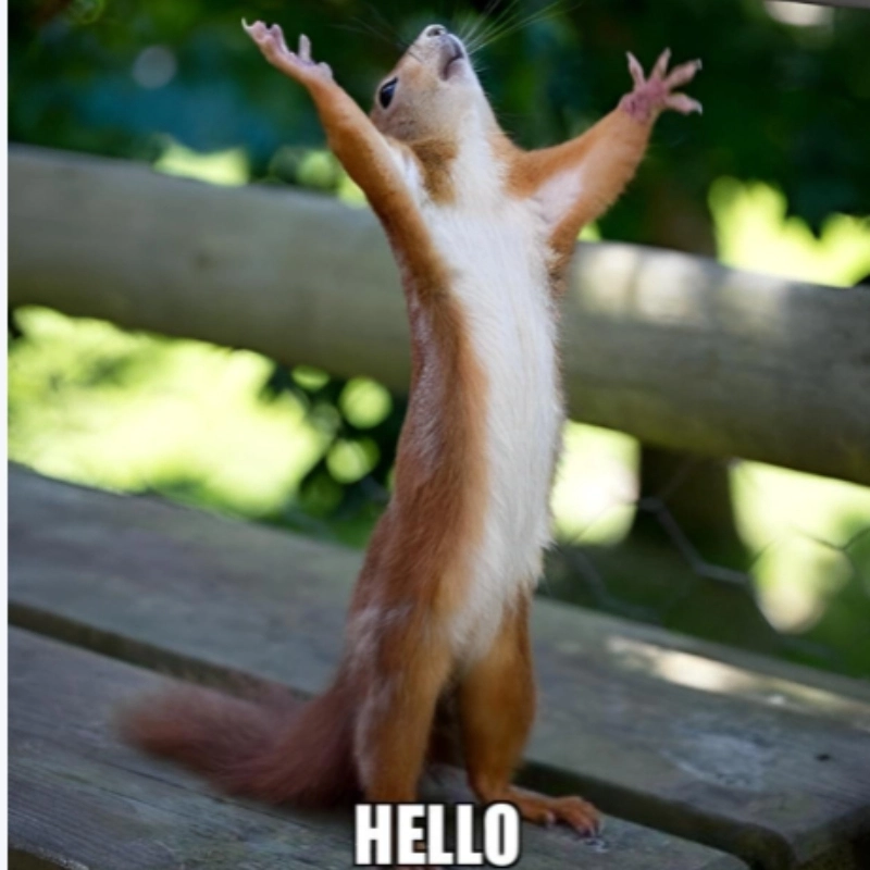 Meme Hello 5