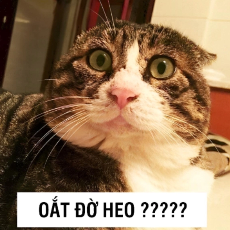 meme khó hiểu 10