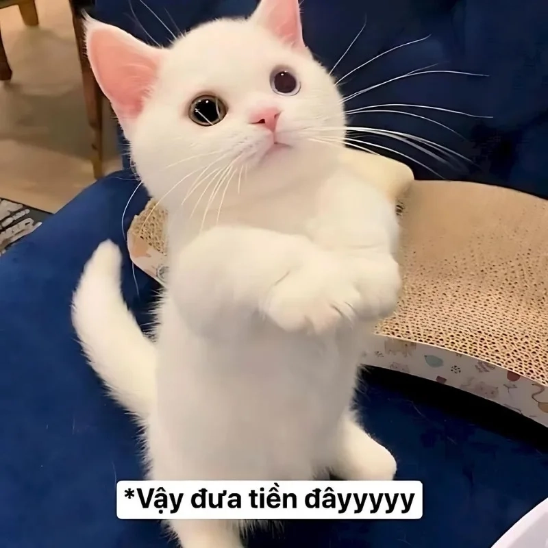 meme mèo cười 23