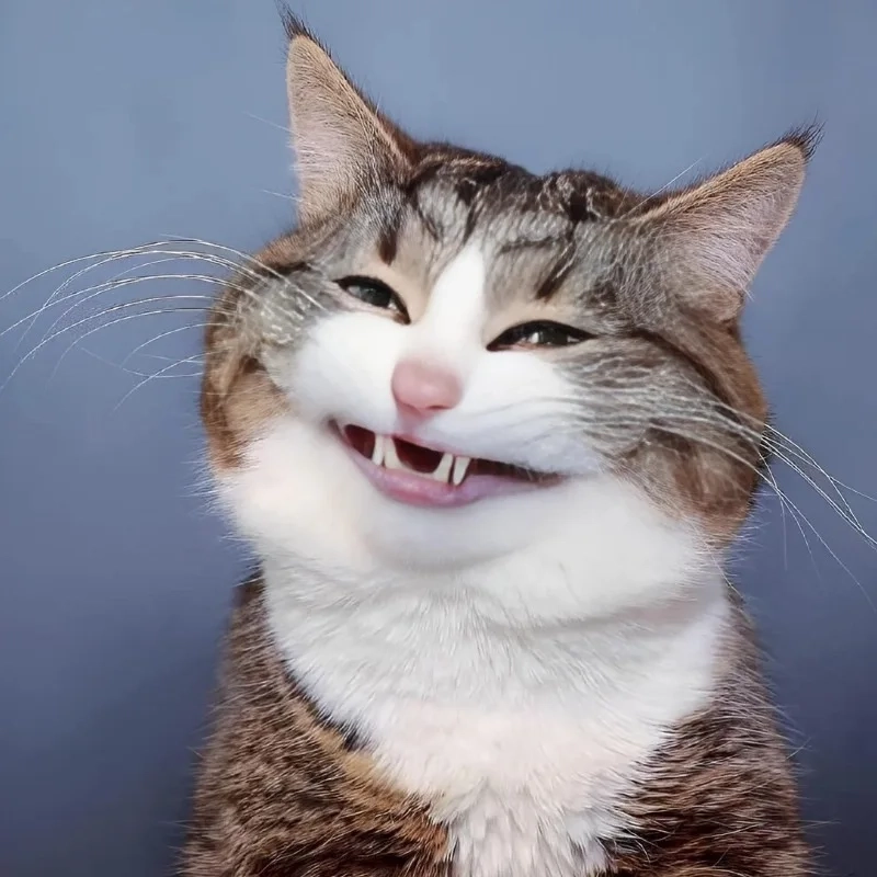 meme mèo cười 5