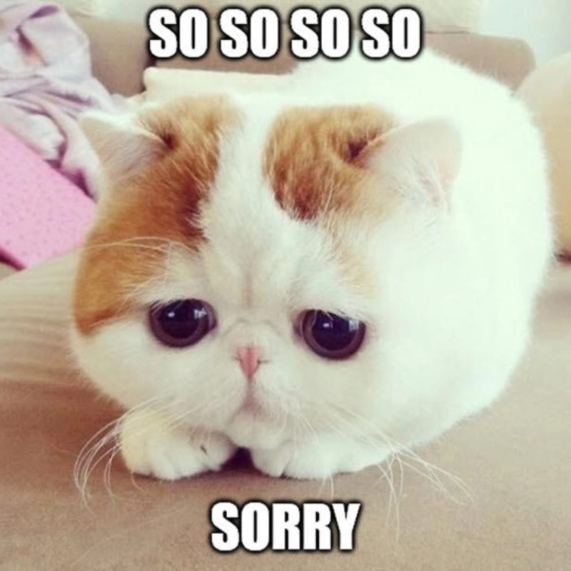 Meme mèo cute 15