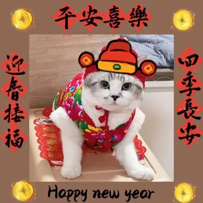 meme mèo Tết 23