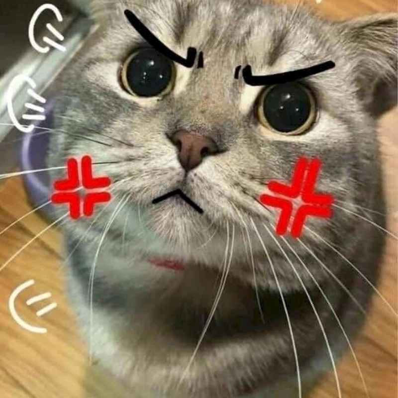 meme mèo cuti 11